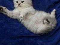 Safkan Cins Kedi Chinchilla