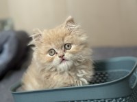 British longhair golden kedimiz