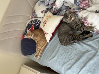 Çok Sevdiğim Kedime Acil Yuva Arıyorum