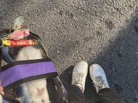 Guinea Pig.2-3 Aylık