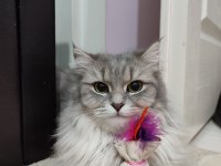 Ücretsiz Sahiplendirme Kedimiz