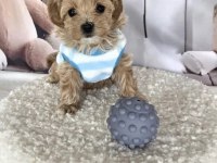 Mükemmel Maltipoo Yavrular