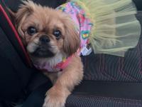 5 Aylık Dişi Pekingesse