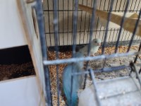 Hazır Takım Forpus Papağanlarımız