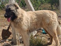 6 Aylık Orjinal Üst Düzey Erkek Yavru Köpeğimiz