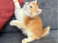 Kusursuz Renk Anne Baba Şecereli Golden British Shorthair