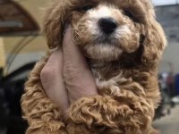 Mükemmel Maltipoo Köpeği Yavrularımız