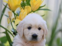 Sevimli Golden Retriever Yavru Köpeklerimiz