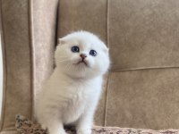 Full Şecereli Anne Babanın Scottish Fold Bebeği