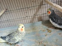 Yetişkin Sultan Papağanı Hazır Çift