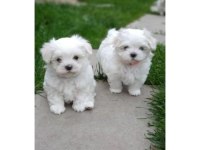 Topaç gibi maltese bebeklerimiz