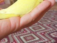 Yavru Ve Yetişkin Çift Muhabbet Kuşu