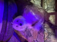 5 Aylık Kızımız Yavru Maltese