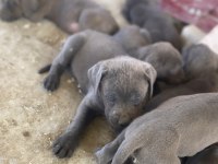 Türkiyenin en iyi cane corso yavruları