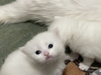 Beyaz Safkan Chinchilla Cinsi Yavru Kediler Ücretli