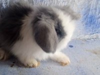 Teddy Lop Tavşanı Yavrular 30 Günlük