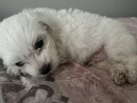 Terrier Maltese Yavrusu Eğlenceli Ve Çok Akıllı
