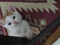 Yavru kediler ömürlük sahiplerini arıyor