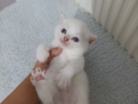 British Longhair Golden Bu 12