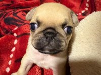 Muhteşem pug yavruları