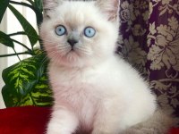 British shorthair kedisi