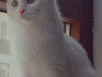 Scottish Fold Kedimize Ömürlük Yuva