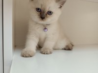 Scottish straight dişi yavrum