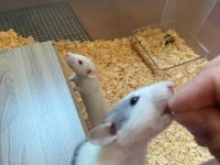 2 Dişi 3 Aylık Dumbo Rat Sadece İzmir İçi Elden Teslim