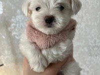 Dünya tatlısı terrier yavruları