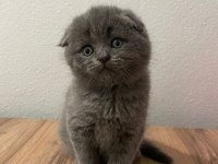 British Shorthair Yavru Kediler
