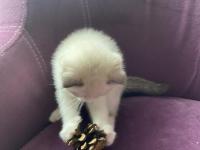 Scottish Fold Sevimli Kedi Yavrusu