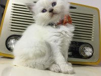 British Longhair Golden Ve Red Point Yavrularımız