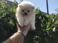 Pomeranian Boo Yavru Köpeğimiz
