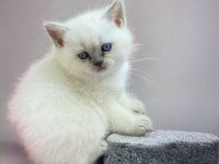 Blue Point Kızım Yeni Evine Gitmek İçin Hazır