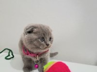 Bal Scottish Fold Kızım Teslime Hazır