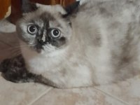 Pamuk British Kızımız