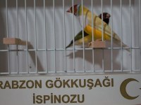 Gökkuşağı İspinozu - Gouldian Finch
