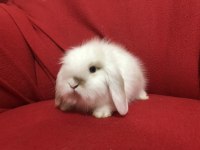 A kalite hollanda teddy lop tavşanlar