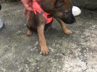 Yuvalarına gitmeye hazır belçika kurdu