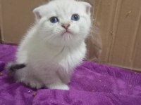 Muhteşem British Shorthair Kediler
