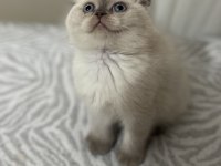 Ayı Surat Bebek Scottish Fold