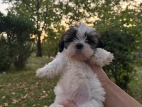 Güzeller güzeli dişi shih tzu