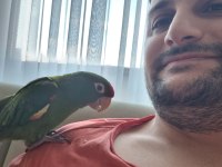 Üst Düzey Red Crowned Konur Papağanım