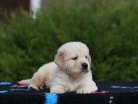 Golden Retriever Sevimli Yavrularımız