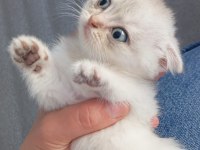 2 aylık sağlıklı scottish kediler