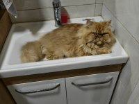 Erkek İran Kedisi Kısır Değil