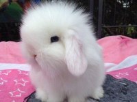 Hollanda lop tavşanımız