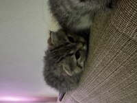 Scottish Fold Ve Straight Yavrular