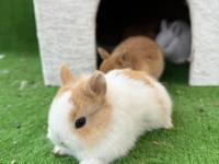 Cüce tavşan yavrularımnız gönderim yapılır