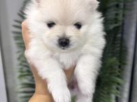 Dişi pomeranian köpeği